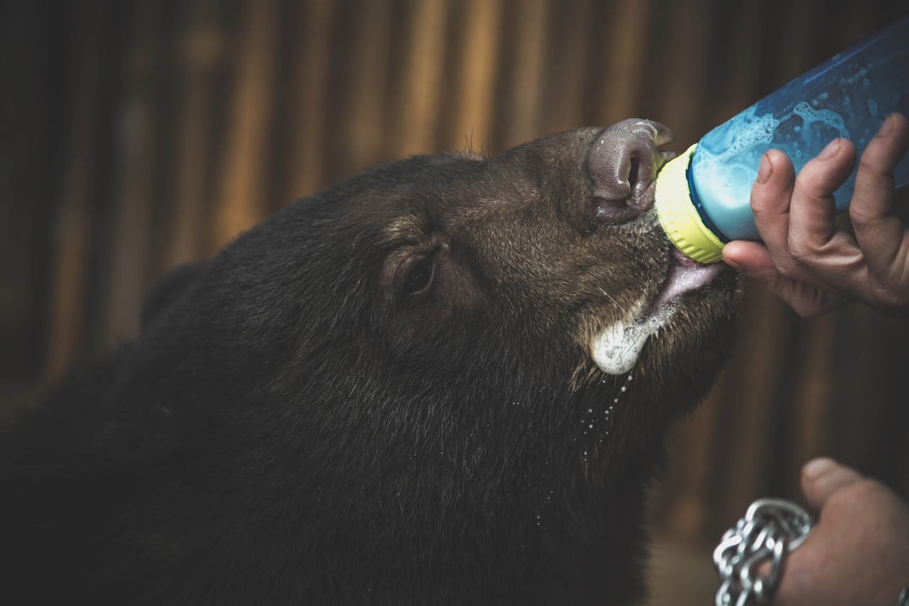 Close-up of a bear being bottle-fed by a caregiver, highlighting wildlife care.