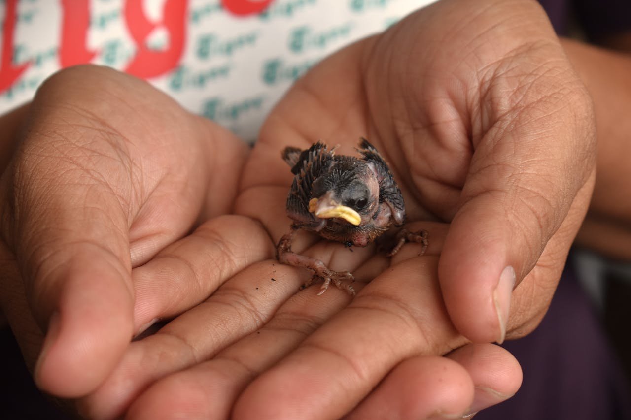 Close-up of a newborn bird chick being gently cradled in human hands.