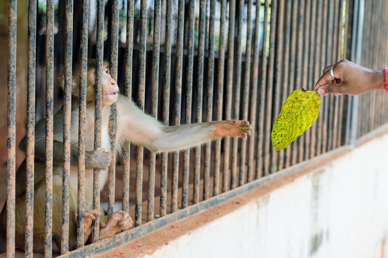 A macaque monkey in a cage reaching for a leaf offered by a hand.