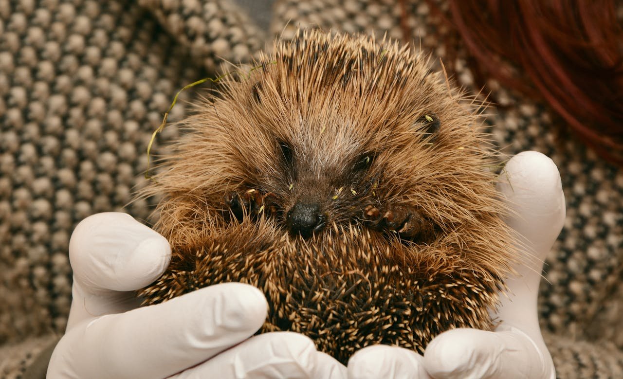 Adorable young hedgehog held in protective gloves, highlighting its prickly spines.